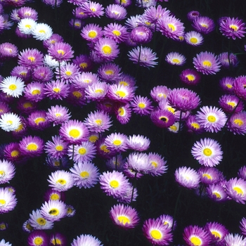 Rhodanthe chlorocephala 'Rosea' 