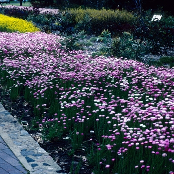 Rhodanthe chlorocephala 'Rosea' (004765)