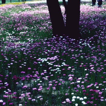 Rhodanthe chlorocephala 