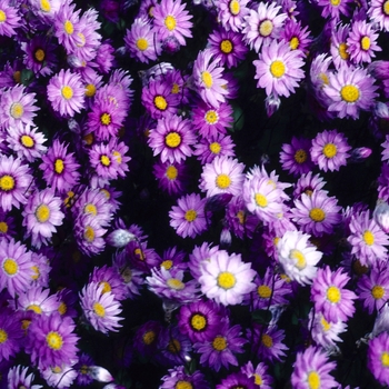 Rhodanthe manglesii '' (004767)