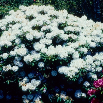 Rhododendron 'Allen's Surprise'