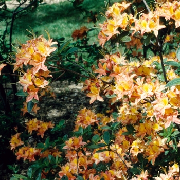 Rhododendron calendulaceum 