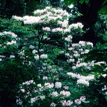 Rhododendron discolor 