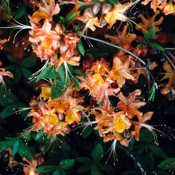 Rhododendron flammeum (speciosum) 