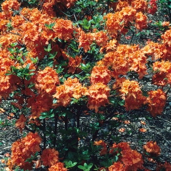 Rhododendron Exbury hybrid 'Gibraltar' 