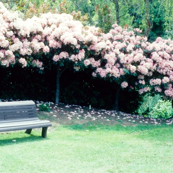 Rhododendron 'Leon's Cream'