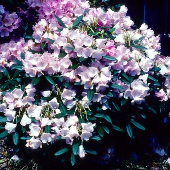 Rhododendron 'Pirouette' 