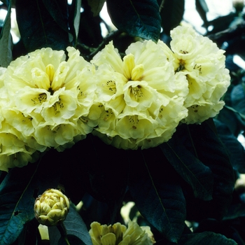 Rhododendron macabeanum 