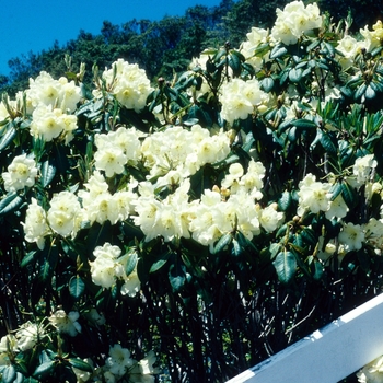 Rhododendron 'Roza Stevenson' 
