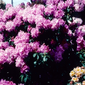 Rhododendron catawbiense 'Trude Webster'