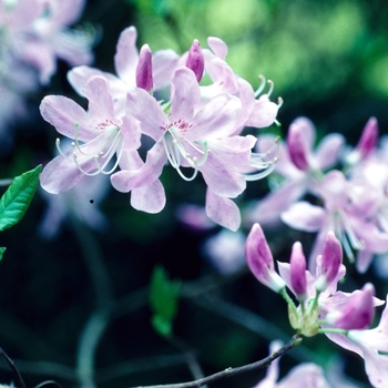 Rhododendron vaseyi