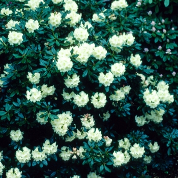 Rhododendron 'Yellow Gate' 