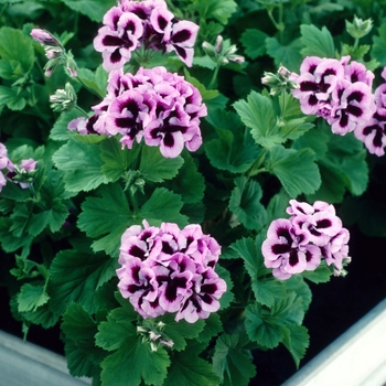 Pelargonium x domesticum 'Lavender Star' 