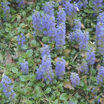 Ajuga reptans