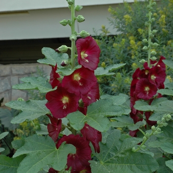 Alcea ficifolia