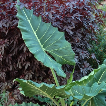 Alocasia 'Sarian'