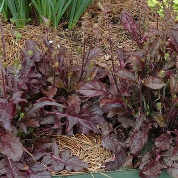 Salvia lyrata 'Purple Knockout' 