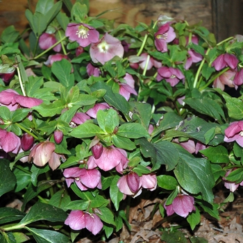 Helleborus orientalis 'Royal Heritage™'