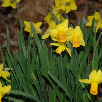 Narcissus 'Jetfire'