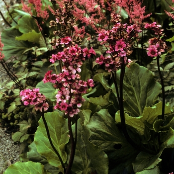 Bergenia 'Morning Blush' 