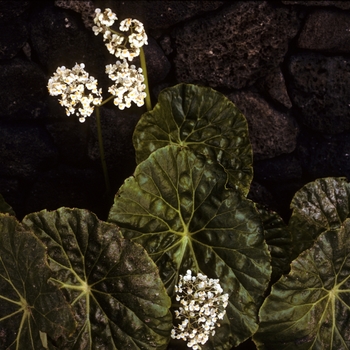 Begonia nelumbifolia