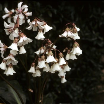 Bergenia emeiensis