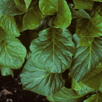 Bergenia 'Pugsley's Pink' 