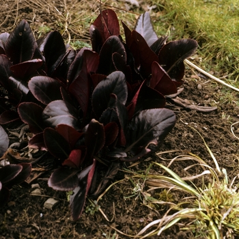 Bergenia purpurascens