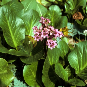 Bergenia x 'Sunningdale' 