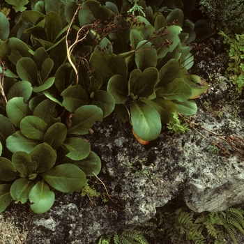 Bergenia x spathulata 'Gambol' 