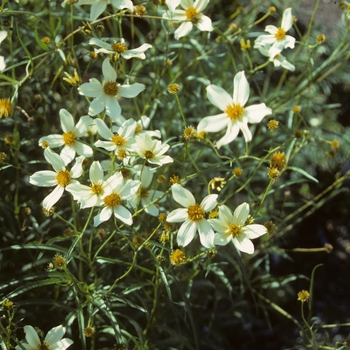 Bidens heterophylla