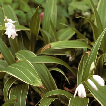 Bletilla striata 'Alba' 