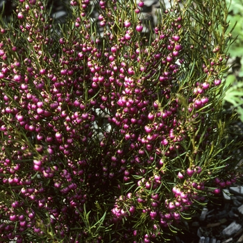 Boronia heterophylla