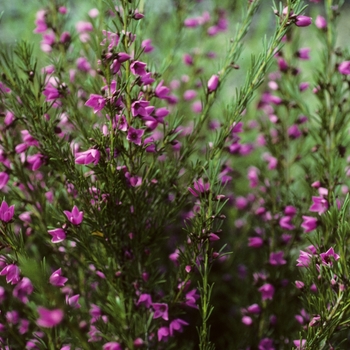 Boronia heterophylla 'Cameo' 