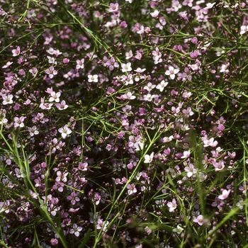 Boronia denticulata