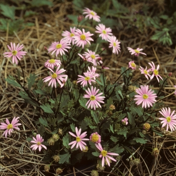 Brachyscome iberidifolia 'Billabong Strawberry Mousse' 