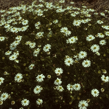 Brachyscome iberidifolia 'Billabong Moonlight' 10878