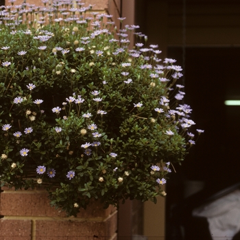 Brachyscome iberidifolia 'Lilac Mist' 