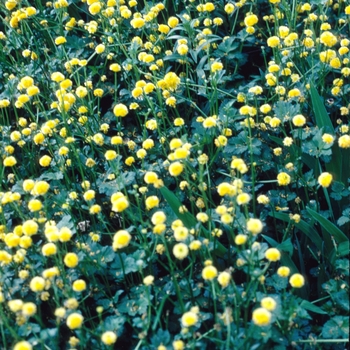 Ranunculus acris 'Meadow Buttercup' 