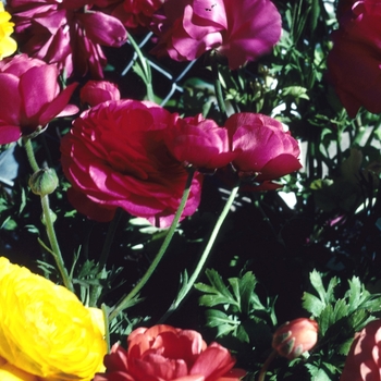 Ranunculus asiaticus 'Bloomingdale Rose' 