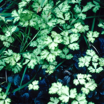 Ranunculus repens 'Joe's Golden' 