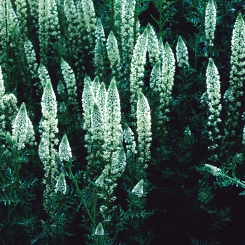 Reseda odorata 'Merton'