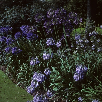 Agapanthus inapertus