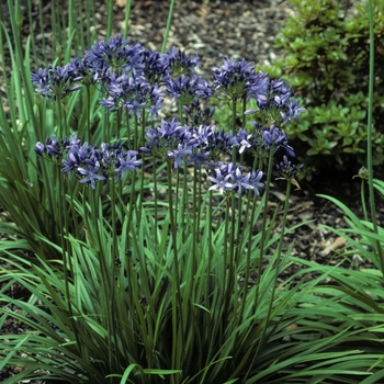 Agapanthus 'Liliput' 