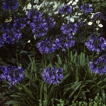 Agapanthus 'Loch Hope' 