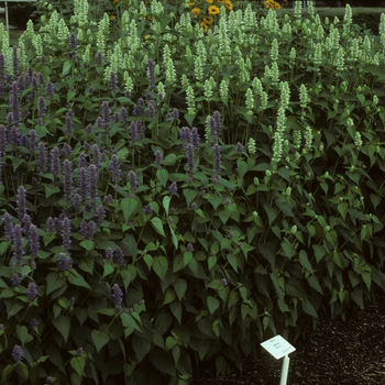 Agastache rugosa 'Honey Bee White' 