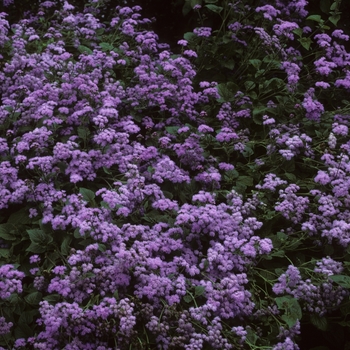 Ageratum houstonianum 'Leilani Blue' 