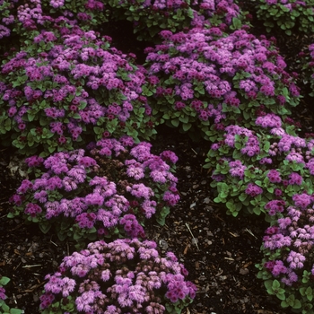 Ageratum houstonianum 'Pacific Pink'