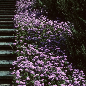 Ageratum houstonianum 