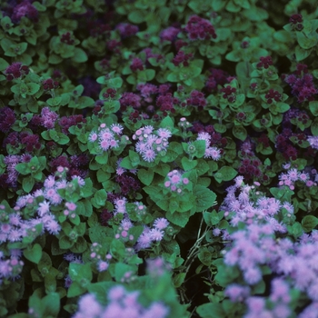 Ageratum houstonianum 'Arctic Blue'